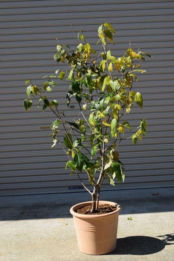 楽天市場】2026年1月から2月頃に開花花芽有り蝋梅満月ロウバイ鉢植え