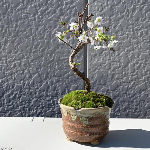 楽天市場】10月開花中 十月桜盆栽一年に二度桜を楽しめる 十月桜 桜