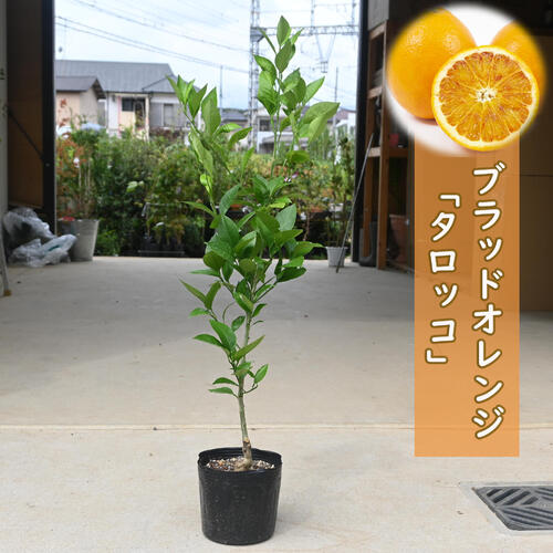 楽天市場】果樹 ブラッドオレンジ タロッコ 苗木 3年生 接ぎ木 : 園芸