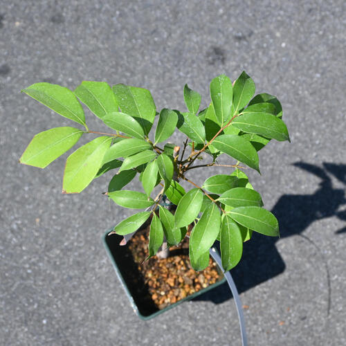 楽天市場】トロピカルフルーツ ライチ苗木 ジャカパット ライシ 美の