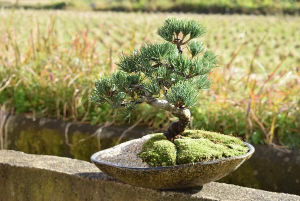 楽天市場】五葉松盆栽【盆栽】樹齢10年もの 樹形のかっこいい盆栽です