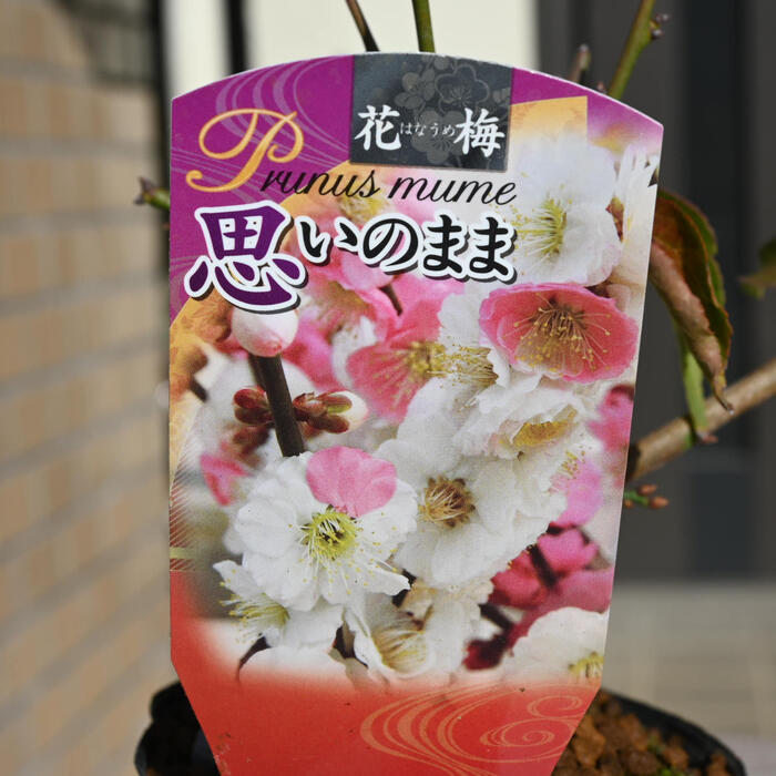 楽天市場】2026年花芽あり 思いのまま ポット苗 鉢植盆栽向け 高さ15