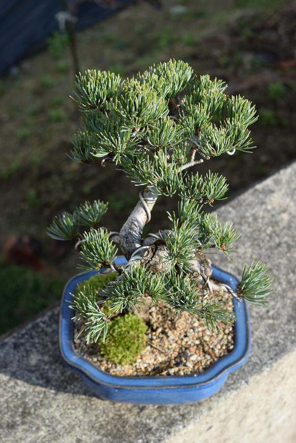 楽天市場】五葉松盆栽【盆栽】樹齢8年もの 小品盆栽 : 園芸百貨店