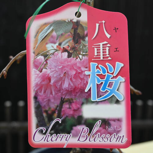 楽天市場】自宅でお花見サクラ鉢植え盆栽タイプ桜 2026年3月下旬～4月