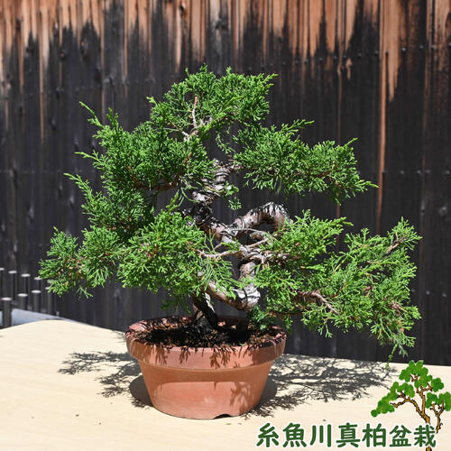 糸魚川真柏」の人気商品一覧 | 安い商品を通販サイトから探す - 価格.com