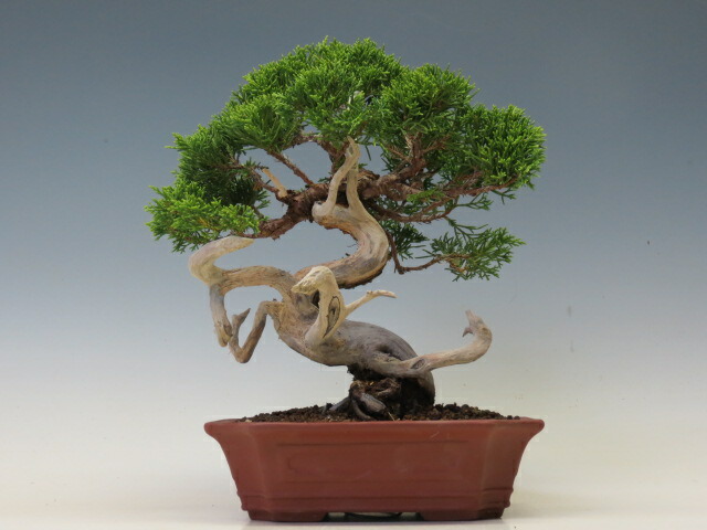 楽天市場】盆栽 真柏 （糸魚川）（売約済） : 盆栽専門店 三浦培樹園