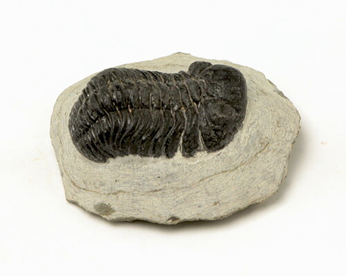 楽天市場】化石 三葉虫 （母岩付） （アソート） No.14 : 神棚 神具