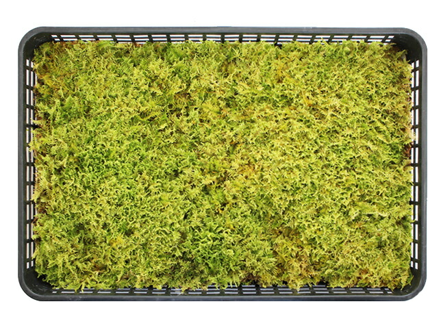 楽天市場】苔 こけ コケ ハイゴケ 【ハイゴケ大トレー(庭園用