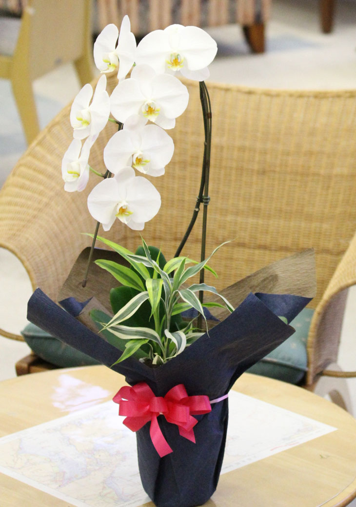 楽天市場】『 大輪胡蝶蘭 1本立ち 「ほほえみ」』母の日 鉢植え 陶器鉢