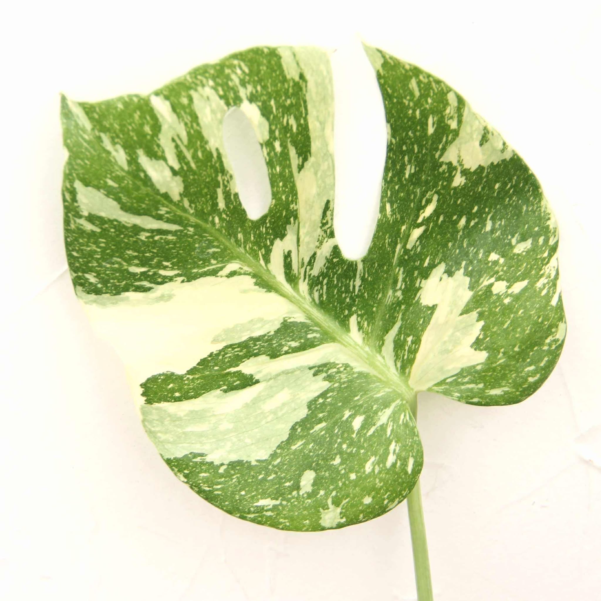 楽天市場】『斑入りモンステラ「タイ コンステレーション」』 2.5号