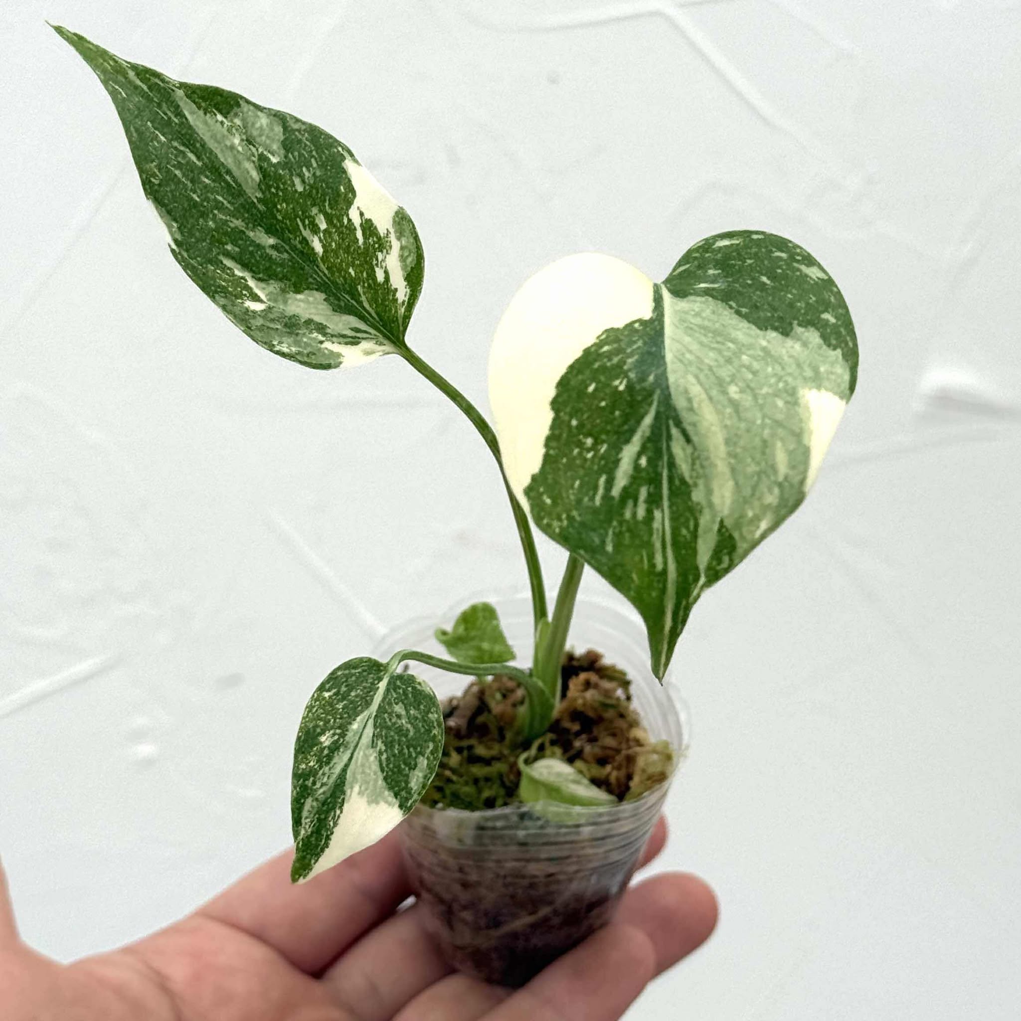 楽天市場】『斑入りモンステラ「タイ コンステレーション」』 2.5号