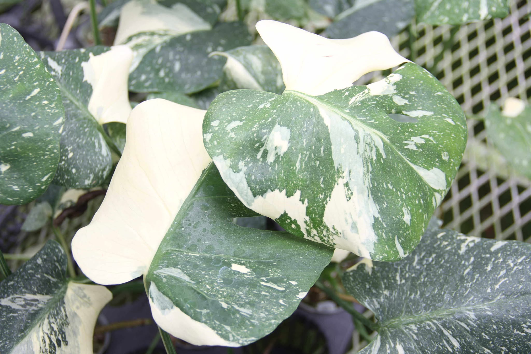 楽天市場】『斑入りモンステラ「タイ コンステレーション」』 2.5号