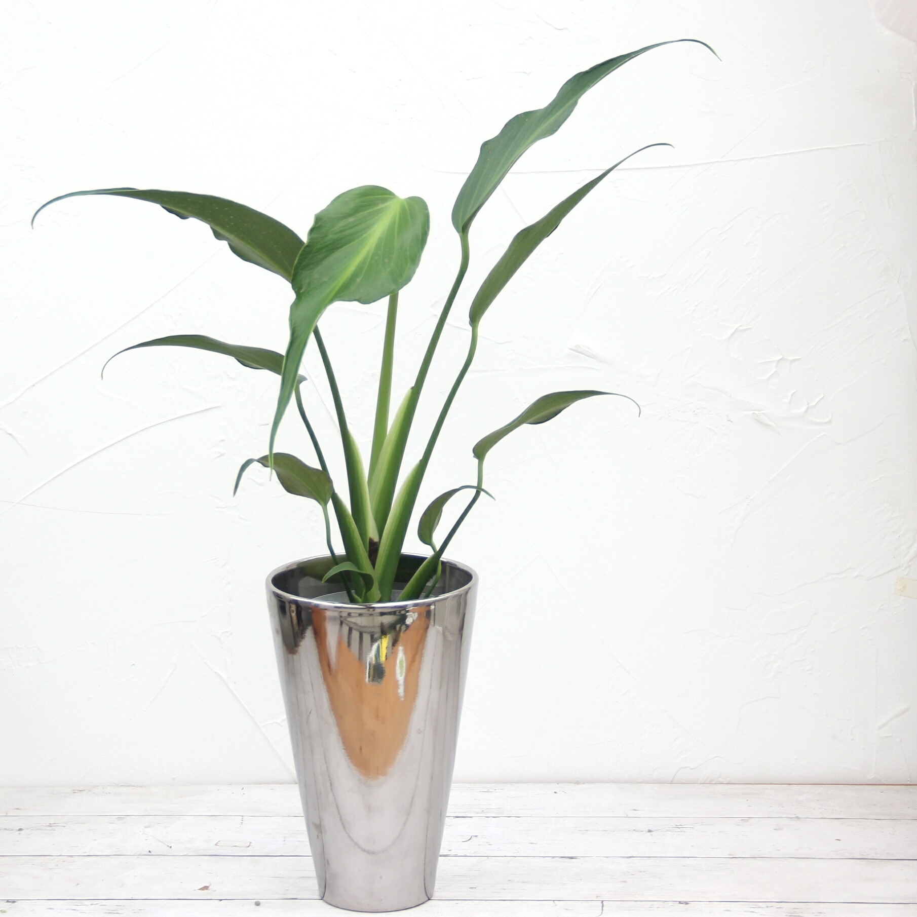 お*ぶ様 5株セットlsw648モンステラ バールマルクスフレーム 訳あり5株