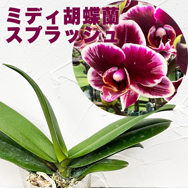 楽天市場】今ならつぼみ、または花付き！-- 【新品種登場！】洋ランの