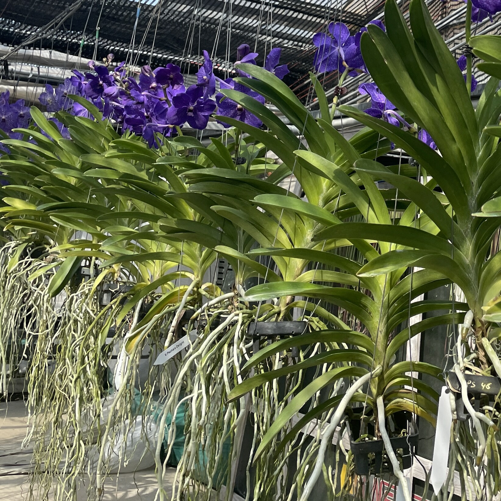 楽天市場】洋ランの苗『バンダ「パチャラデライト 'ブルー'」【花咲く