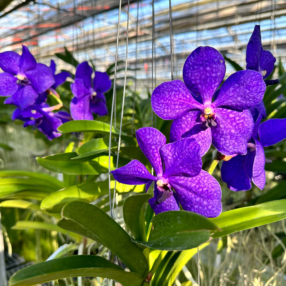 洋蘭 洋ラン バンダ 2種セット ピンク ブルー バンダ系 - 洋蘭専門店