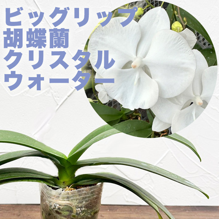 楽天市場】胡蝶蘭 洋ランの苗『ビッグリップ系ミディ胡蝶蘭 クリスタル