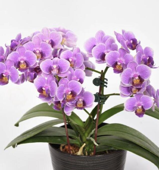 楽天市場】『ミニ胡蝶蘭「ヤングホーム パープル」【花咲く苗セット