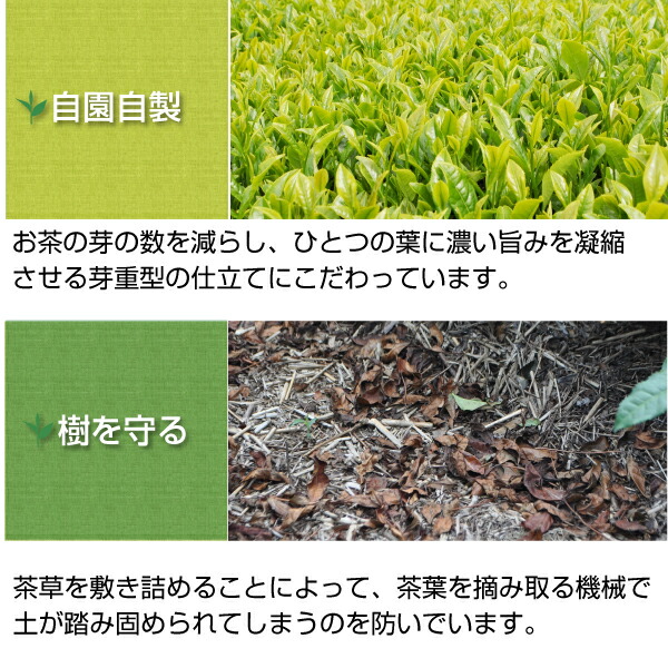 楽天市場】茶葉 2025年度産 牧之原茶 100g×3本 日本茶 煎茶 緑茶 深