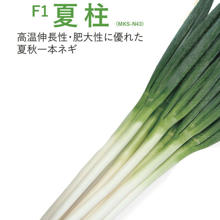 楽天市場】【メーカー直送】夏柱（MKS-N43）コート6000粒 ヴィルモラン