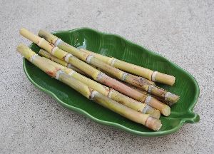 楽天市場】サトウキビ 竹糖 （2ポットセット） チクトウ・タケトウ