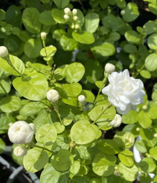 楽天市場】ハワイアンレイフラワー ホワイトローズピカケ 八重咲き（5