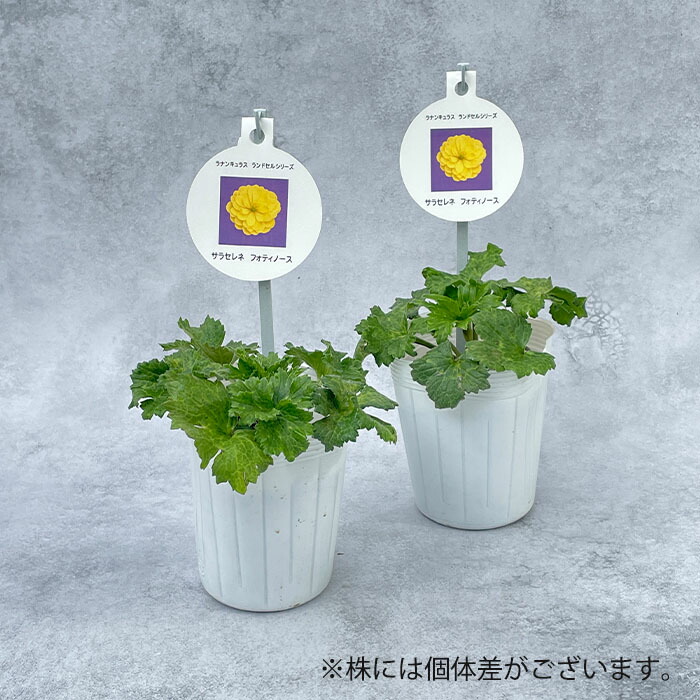 楽天市場】ラナンキュラス ランドセル 苗 サラセレネ フォティノース