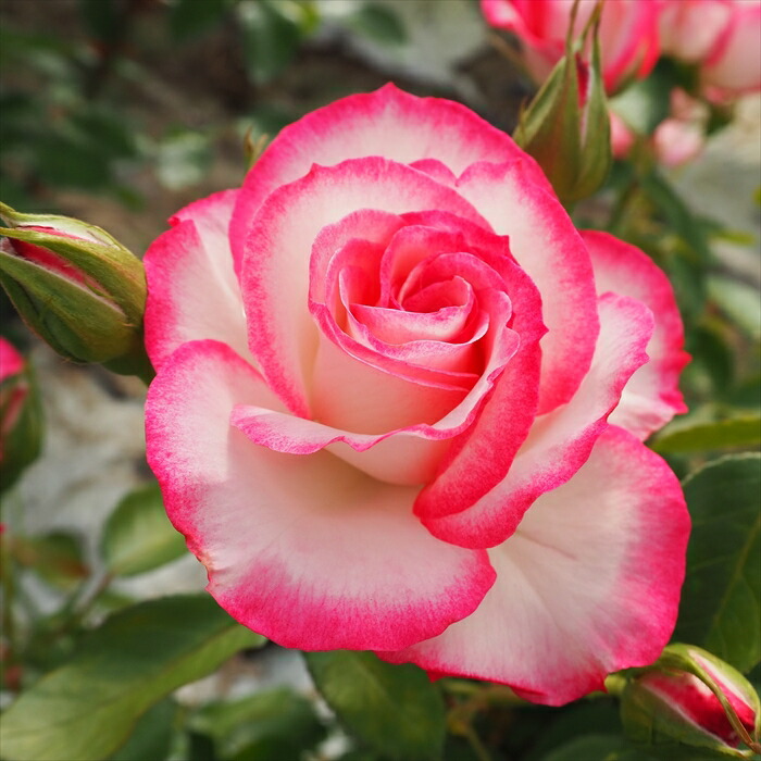 楽天市場】予約販売 バラ 苗 バラ 新苗 中輪 ニコール 四季咲き 薔薇