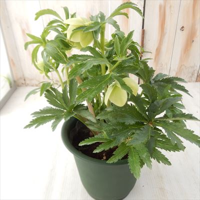 楽天市場】原種系クリスマスローズ ボッコネイ 芳香種 5.5号