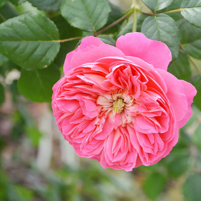 楽天市場】予約販売 バラ苗 バラ大苗 ロサ オリエンティス ライオン