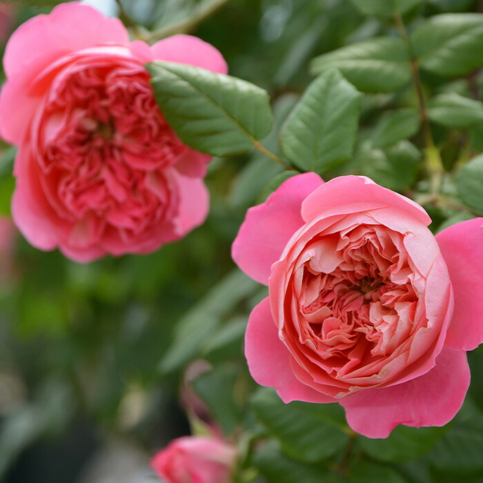 楽天市場】予約販売 バラ苗 バラ大苗 ロサ オリエンティス ライオン