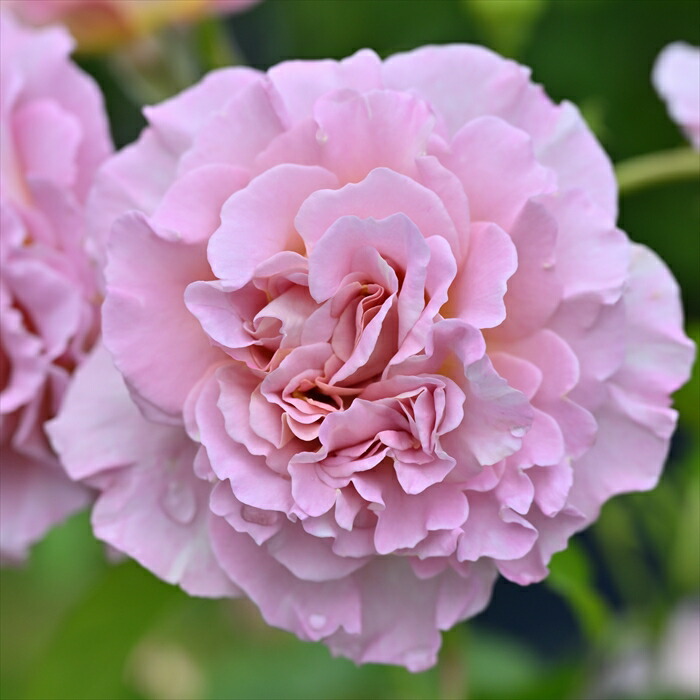 楽天市場】予約販売 バラ苗 バラ大苗 ドリュ フリゼ 品種登録出願中