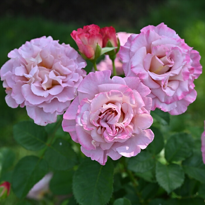 楽天市場】予約販売 バラ苗 バラ大苗 ドリュ フリゼ 品種登録出願中