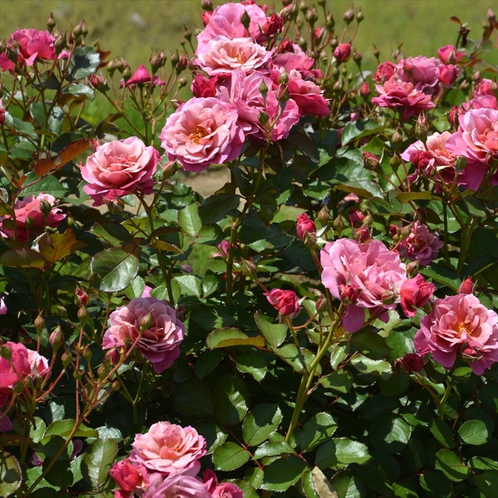 楽天市場】予約販売 バラ苗 バラ大苗 ロサ オリエンティス 葵の上 品種