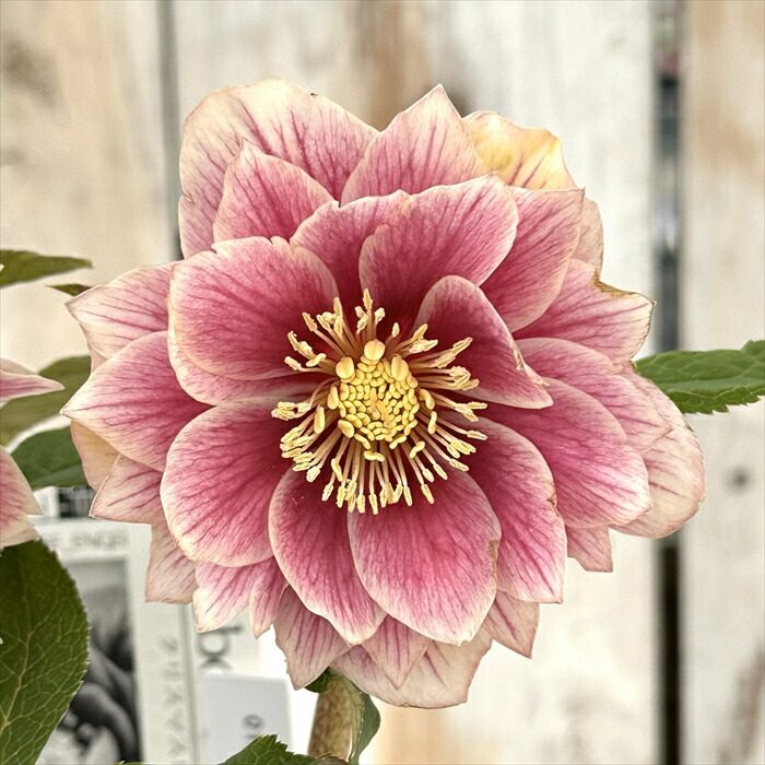 広瀬園芸　クリスマスローズ　開花株　匿名発送 ピンクオーレアセミダブル　小輪 広瀬園芸 クリスマスローズ 開花株 匿名発送 ピンクオーレアセミダブル