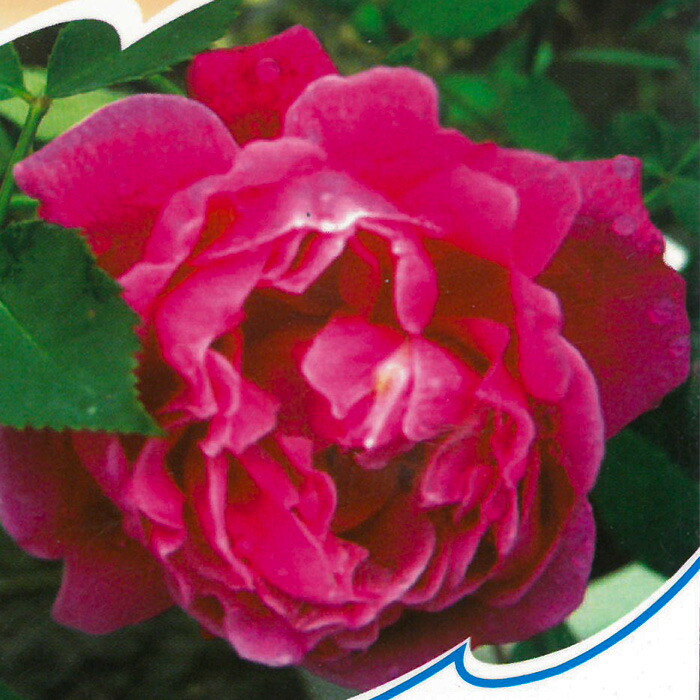 楽天市場】予約販売 バラ 苗 バラ 新苗 オールドローズ ルイフィリップ