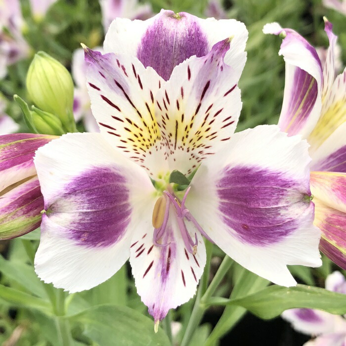 楽天市場】予約販売 アルストロメリア 苗 フジムスメ 10.5cmポット