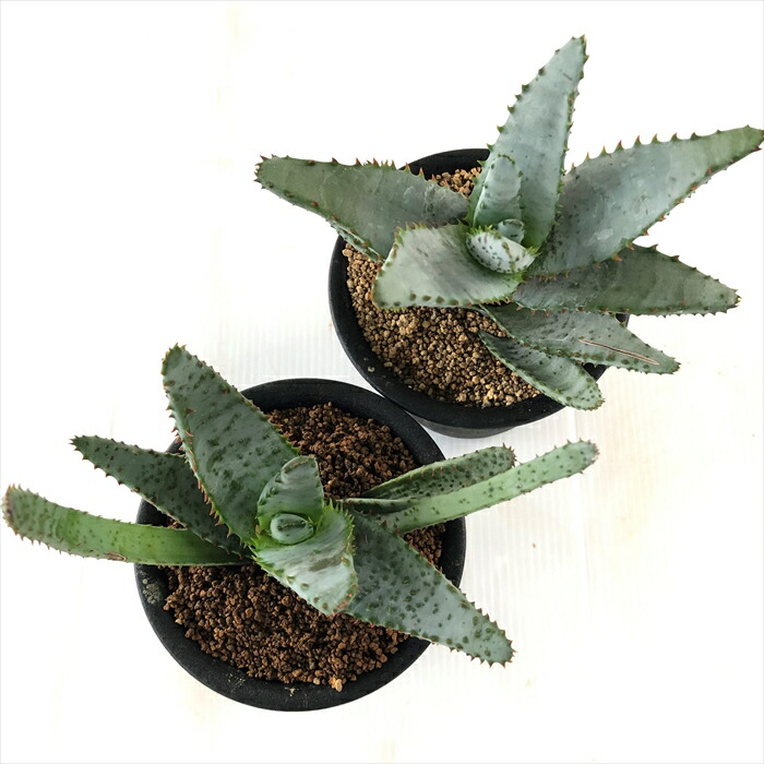 楽天市場】多肉植物 osアロエ コニフェラ おもしろ 多肉植物 9cmポット