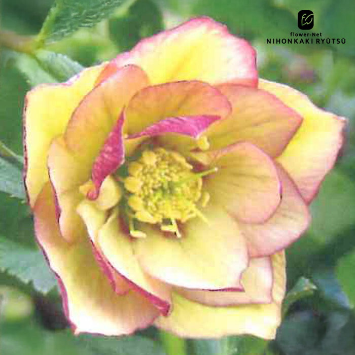 楽天市場】クリスマスローズ苗 ダブル イエローピコティ 杉山交配 9cm