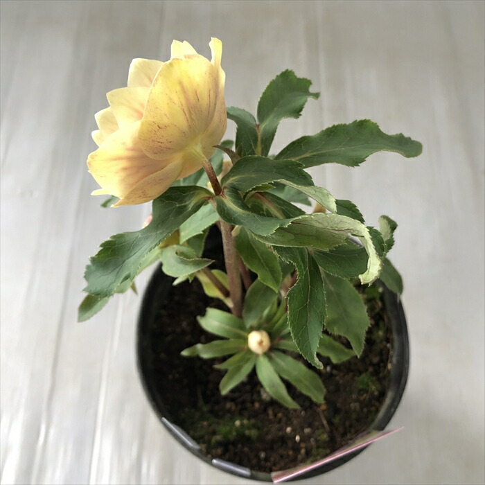 楽天市場】クリスマスローズ ソレイユ ダブル 0124-005 現品販売 送料