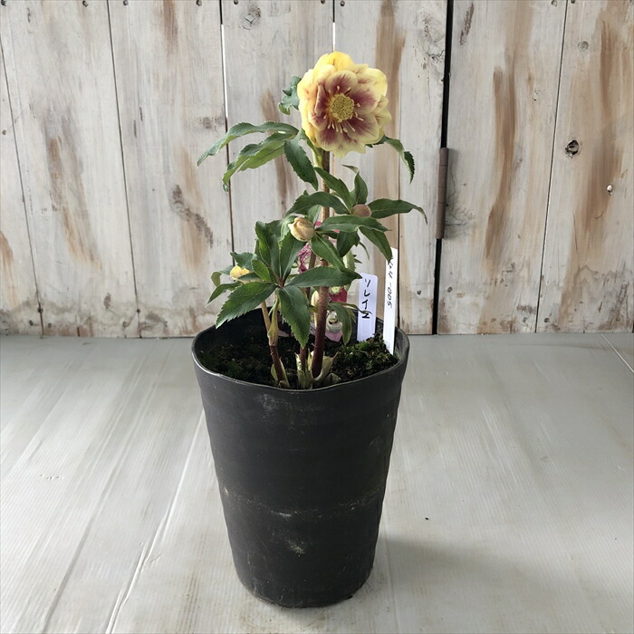 楽天市場】クリスマスローズ ソレイユ ダブル 0124-005 現品販売 送料