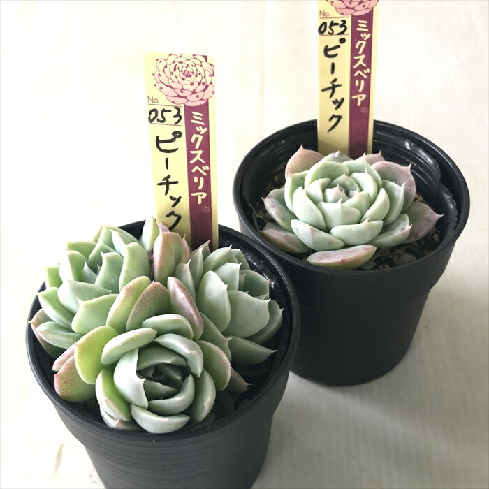 楽天市場】多肉植物 oriミックスベリア No.053 ピーチック 多肉植物 お