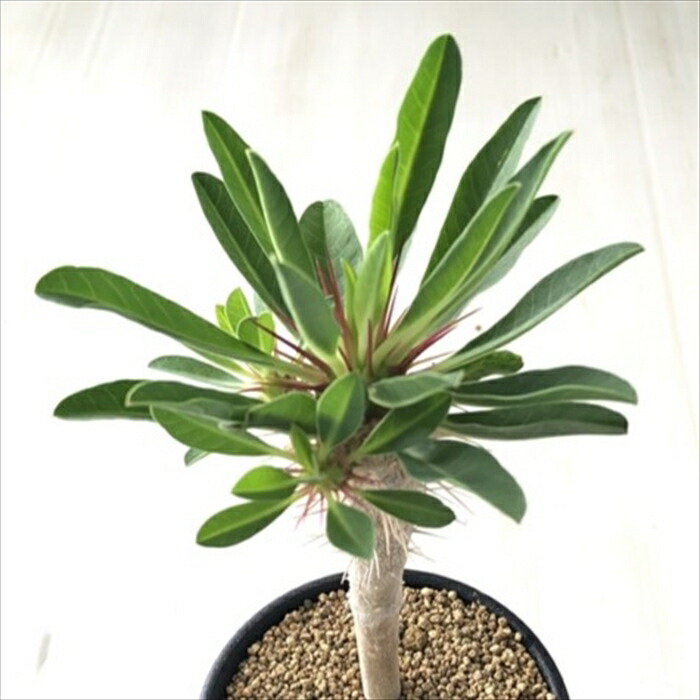 楽天市場】多肉植物 caユーフォルビア ギラウミニアナ 実生 多肉植物