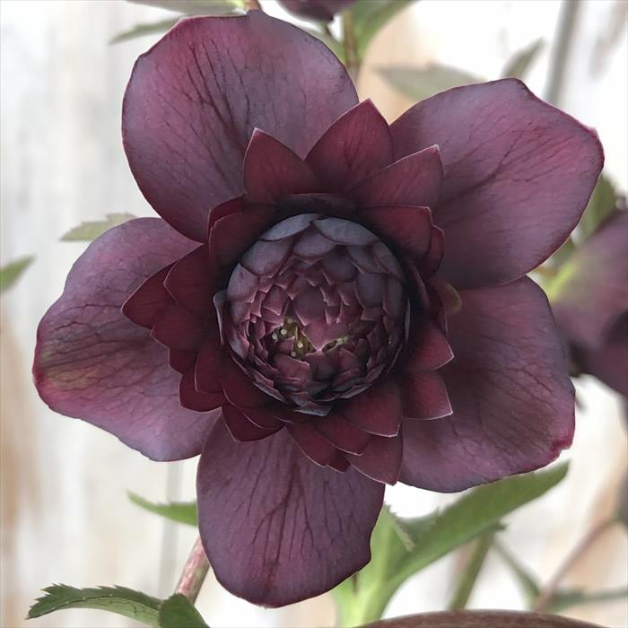 楽天市場】クリスマスローズ クレオパトラ 0123-004 現品販売 送料無料