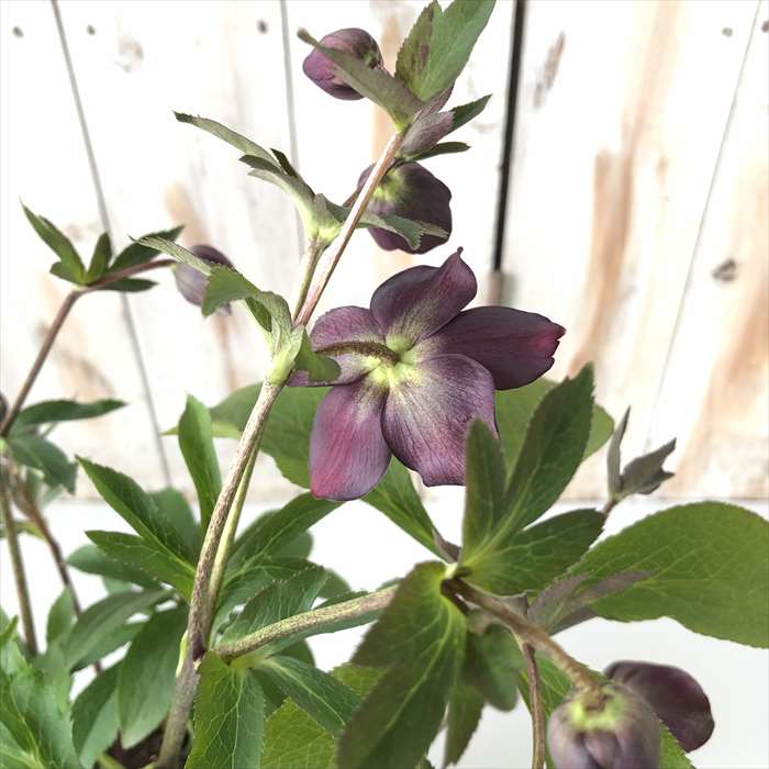 楽天市場】クリスマスローズ クレオパトラ 0123-004 現品販売 送料無料