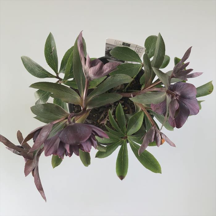 一点物】広瀬園芸 クリスマスローズ スモーキーブラック 激シブベイン