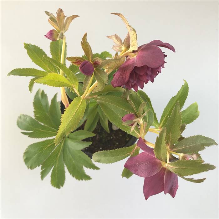 楽天市場】クリスマスローズ 広瀬園芸 レッドオーレア系 多弁 ダブル