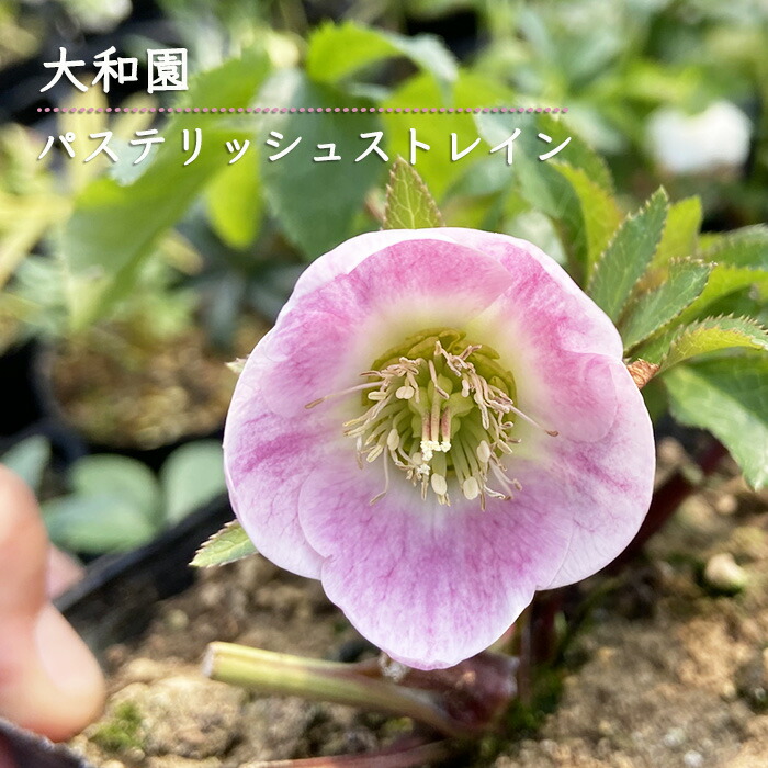 楽天市場】予約販売 クリスマスローズ苗 パステリッシュストレイン