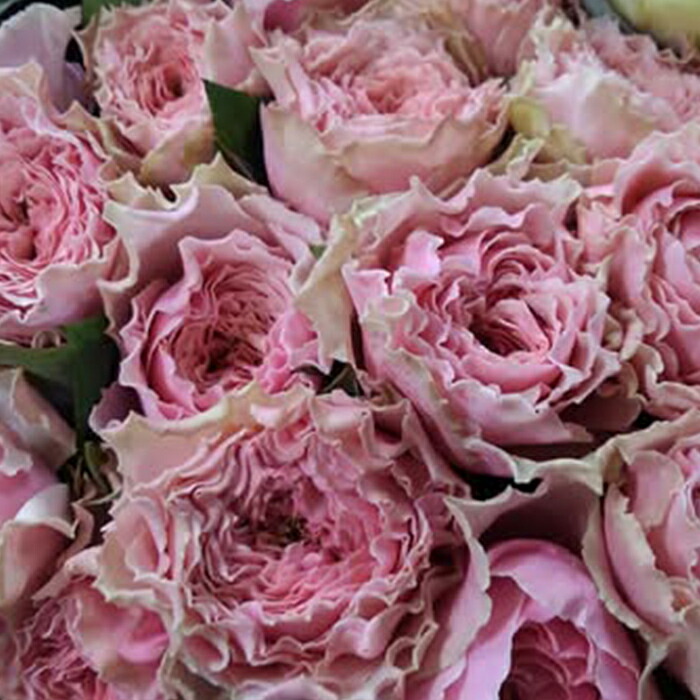 楽天市場】予約販売 バラ苗 バラ新苗 さざ波 契約品種 薔薇 ばら 国産