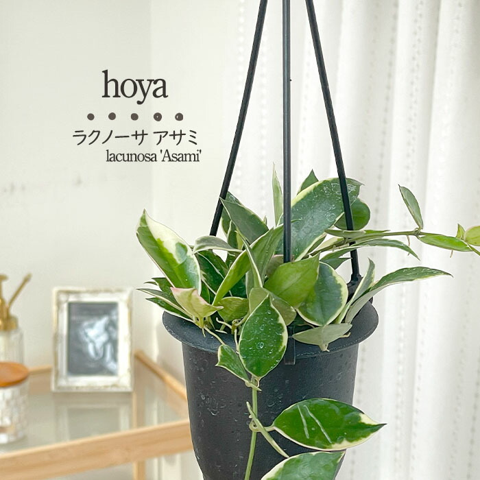 楽天市場】予約販売 観葉植物 ホヤ ラクノーサ アサミ 3号 吊り鉢 吊り